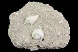 Eocene Fossil Gastropods (Athleta & Globularia) - Damery, France #73823-1